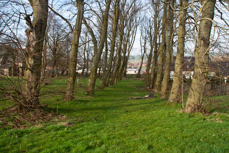 The Avenue of Trees by the War Memorial for Eldon in St. Mark's Churchyard.