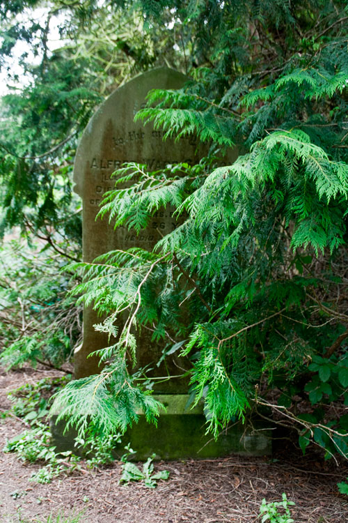 L/Cpl Salmon's headstone (right) BEFORE branches and undergrowth had been moved back. 