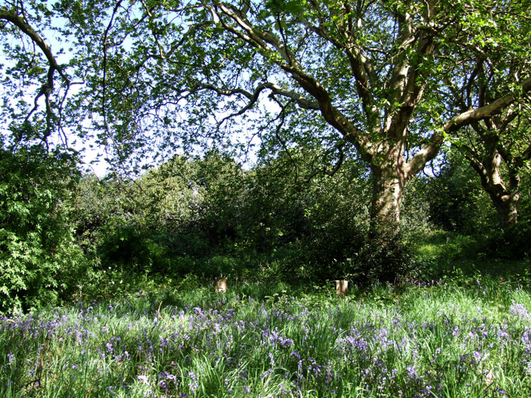 The woodland area in Derby (Nottingham Road) Cemetery in which Private Walsh's grave is found.