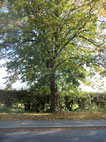 Leeds, - East Keswick (Commemorative trees)