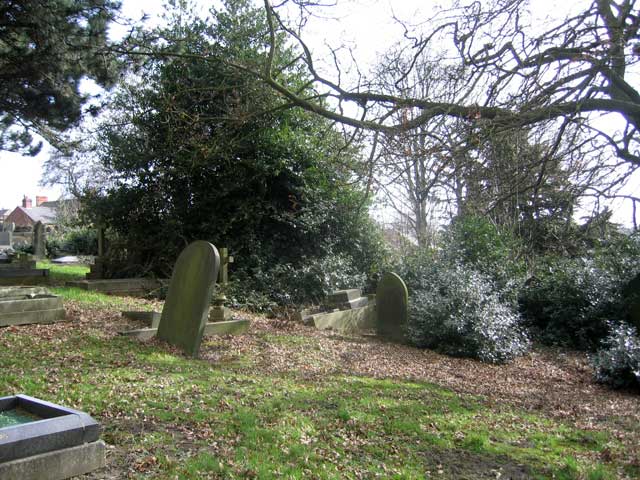 The large holly bush obscuring Private Wolstenholme's grave